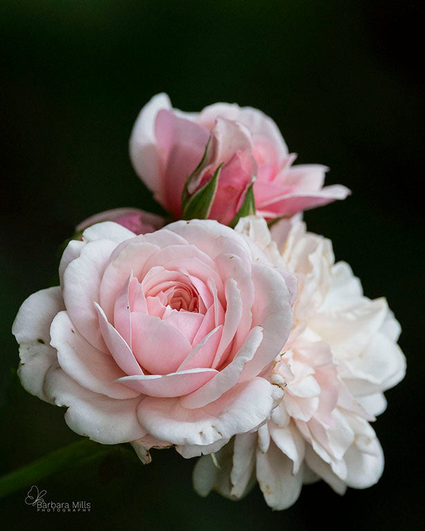 English Rose