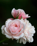 English Rose