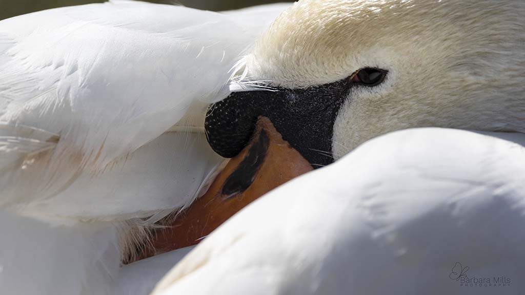 Prestigious Swan