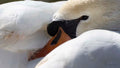 Prestigious Swan