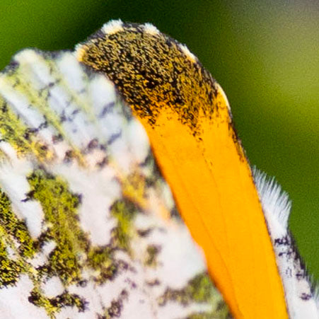 Orange Tip Butterfly