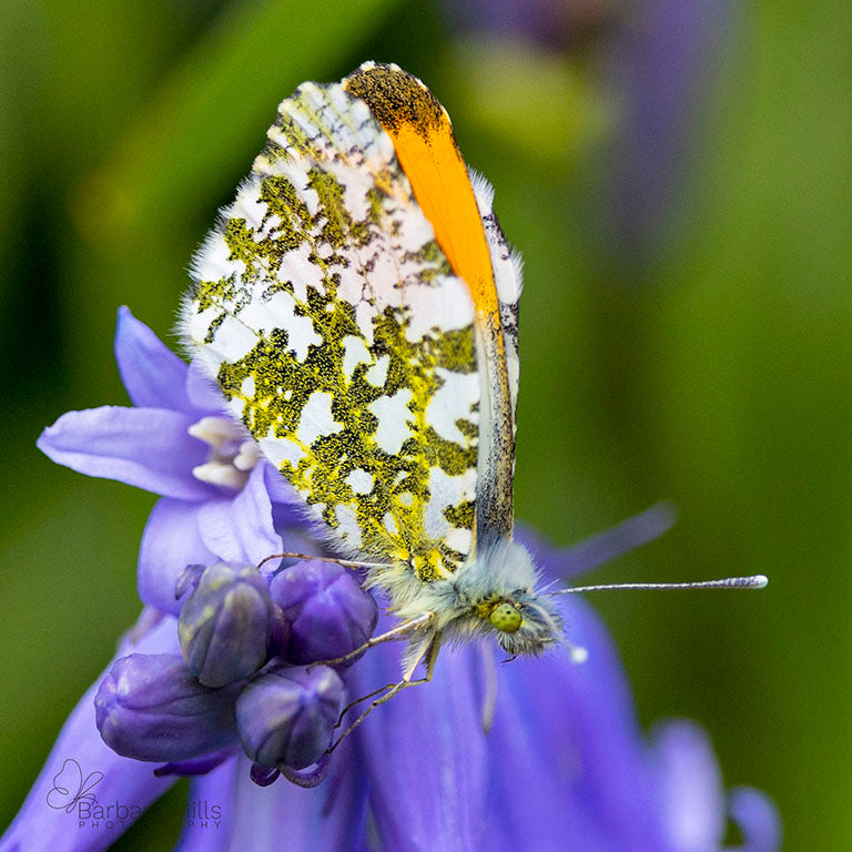 Orange Tip Butterfly