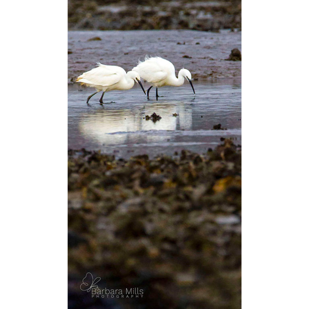 Little Egret's Southend day out