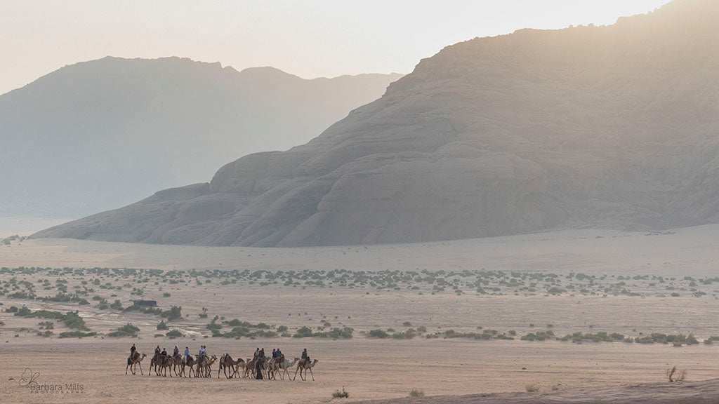 Camel Ride