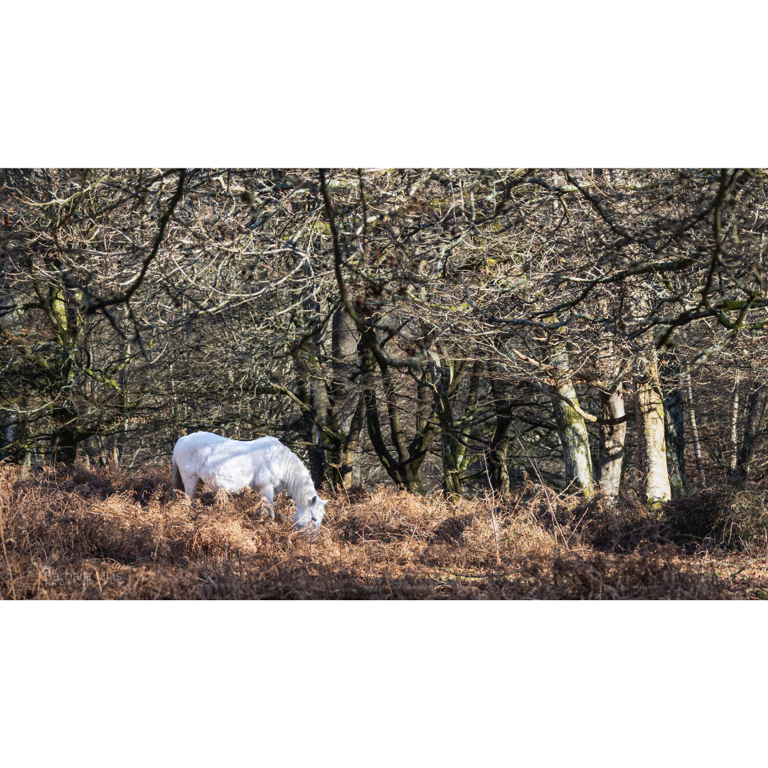 New Forest Spirit