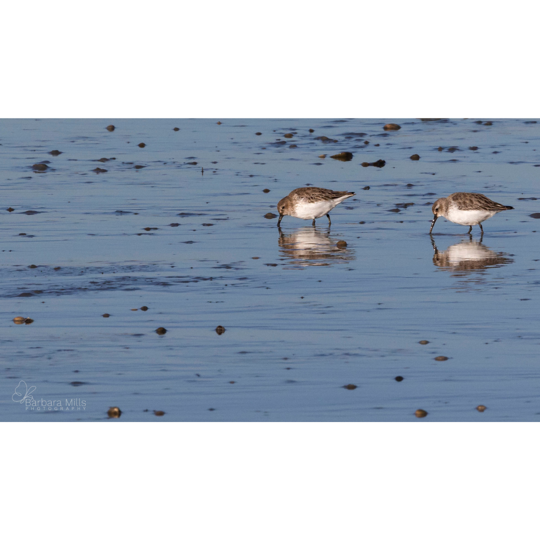 Calshot Waders