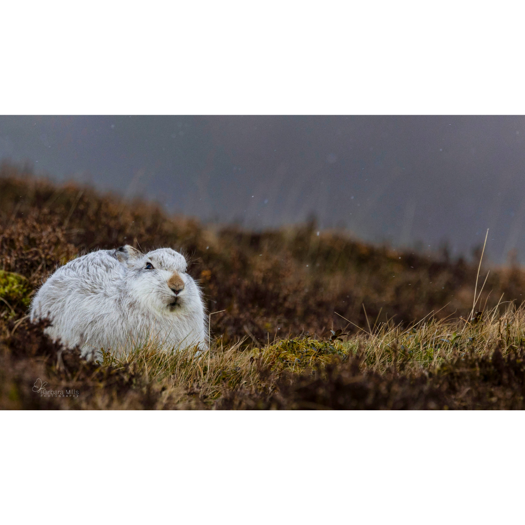 Best view on the Mountain