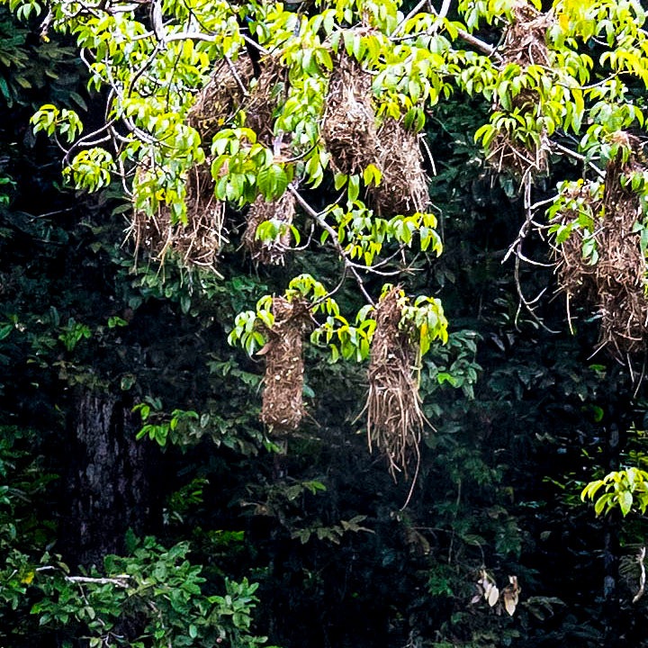 The Weaver Tree