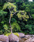 The Weaver Tree