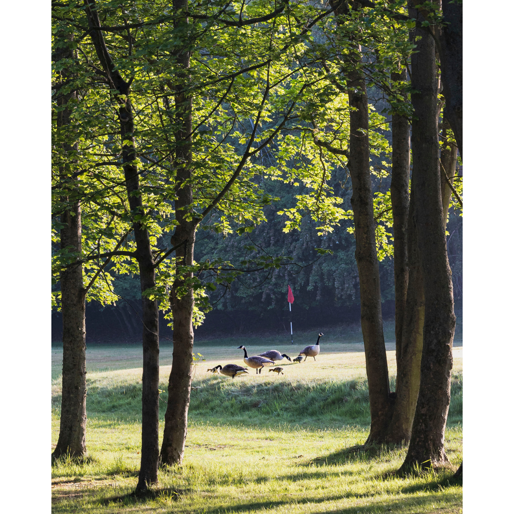 Birdies on the Green