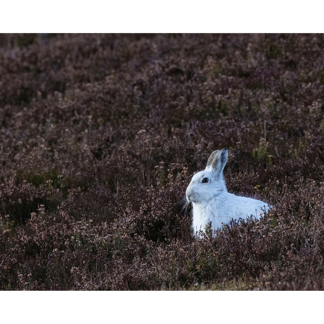 Snow Hare in Pink Heather