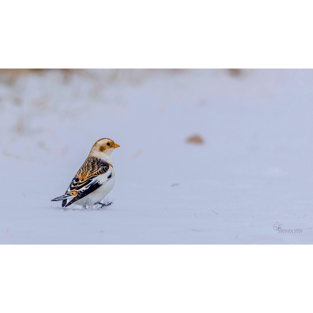 A Stroll in the Snow