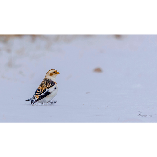 A Stroll in the Snow