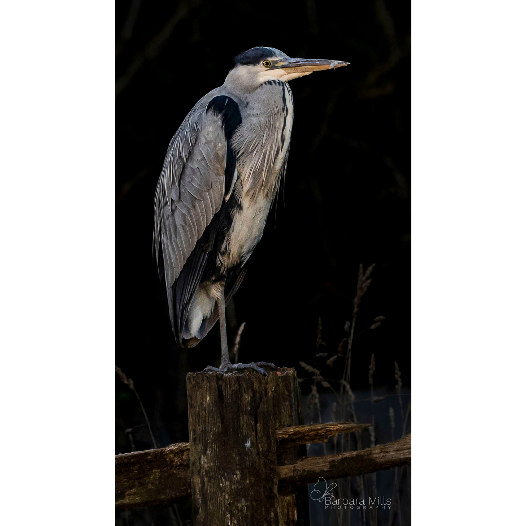 The Heron