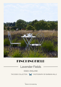 Finchingfield - Lavender Fields