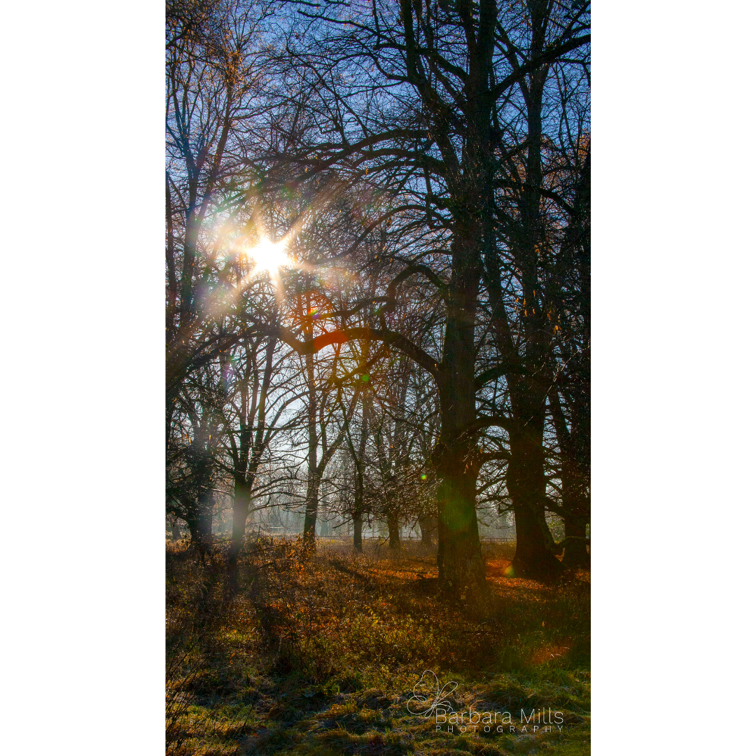 Mist Through the Trees