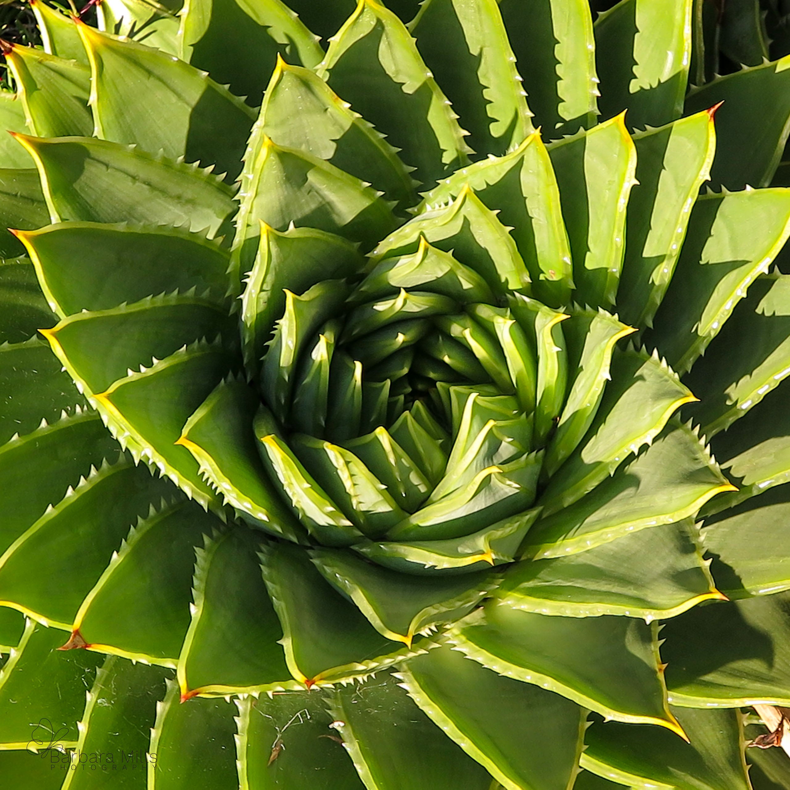 Aloe Spiral