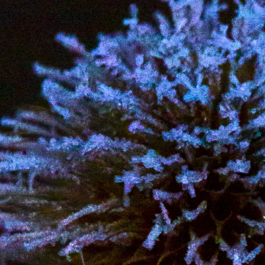 Frosty Teasel
