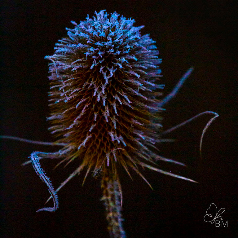 Frosty Teasel