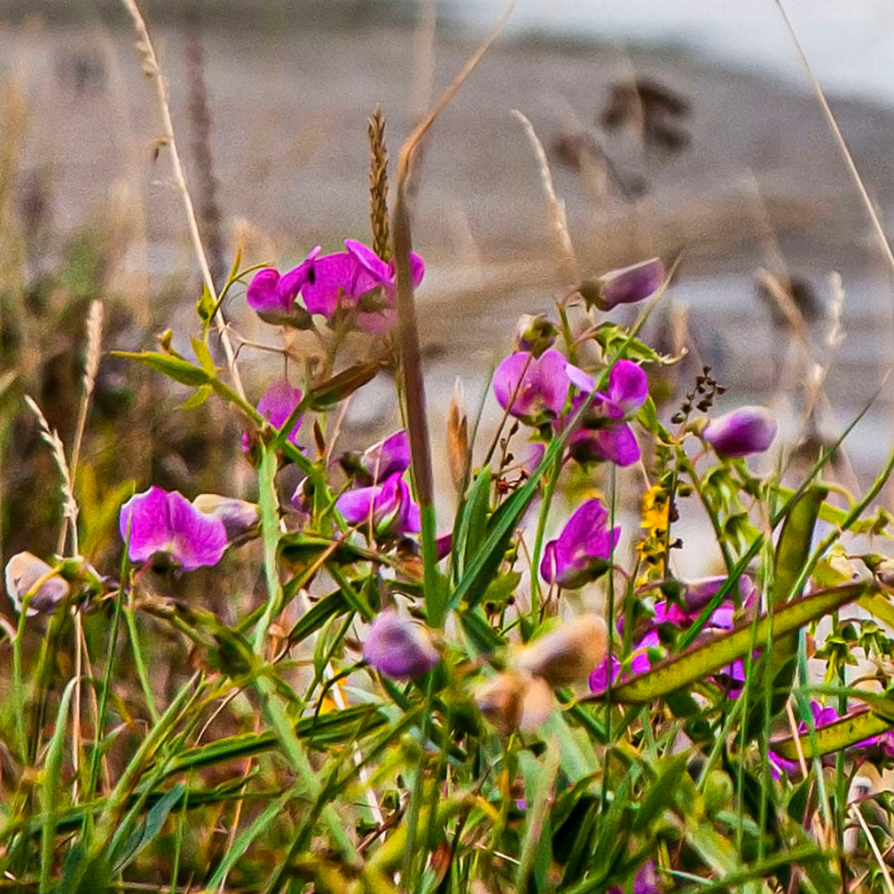The Flowers of Seven Sisters