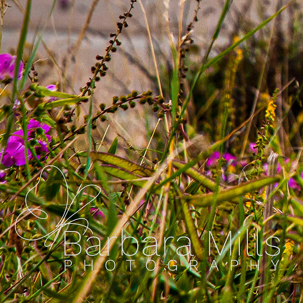 The Flowers of Seven Sisters