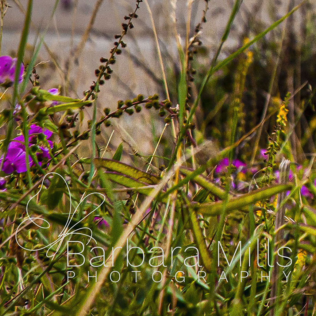 The Flowers of Seven Sisters