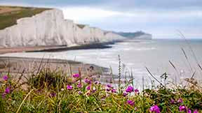 The Flowers of Seven Sisters
