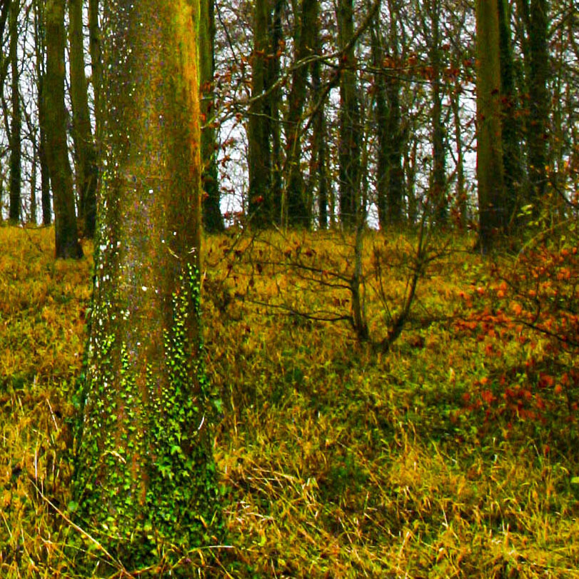 Friston Forest