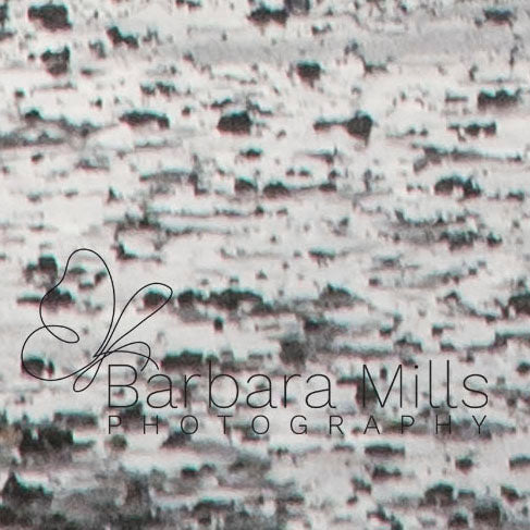 Flying Across the Surf