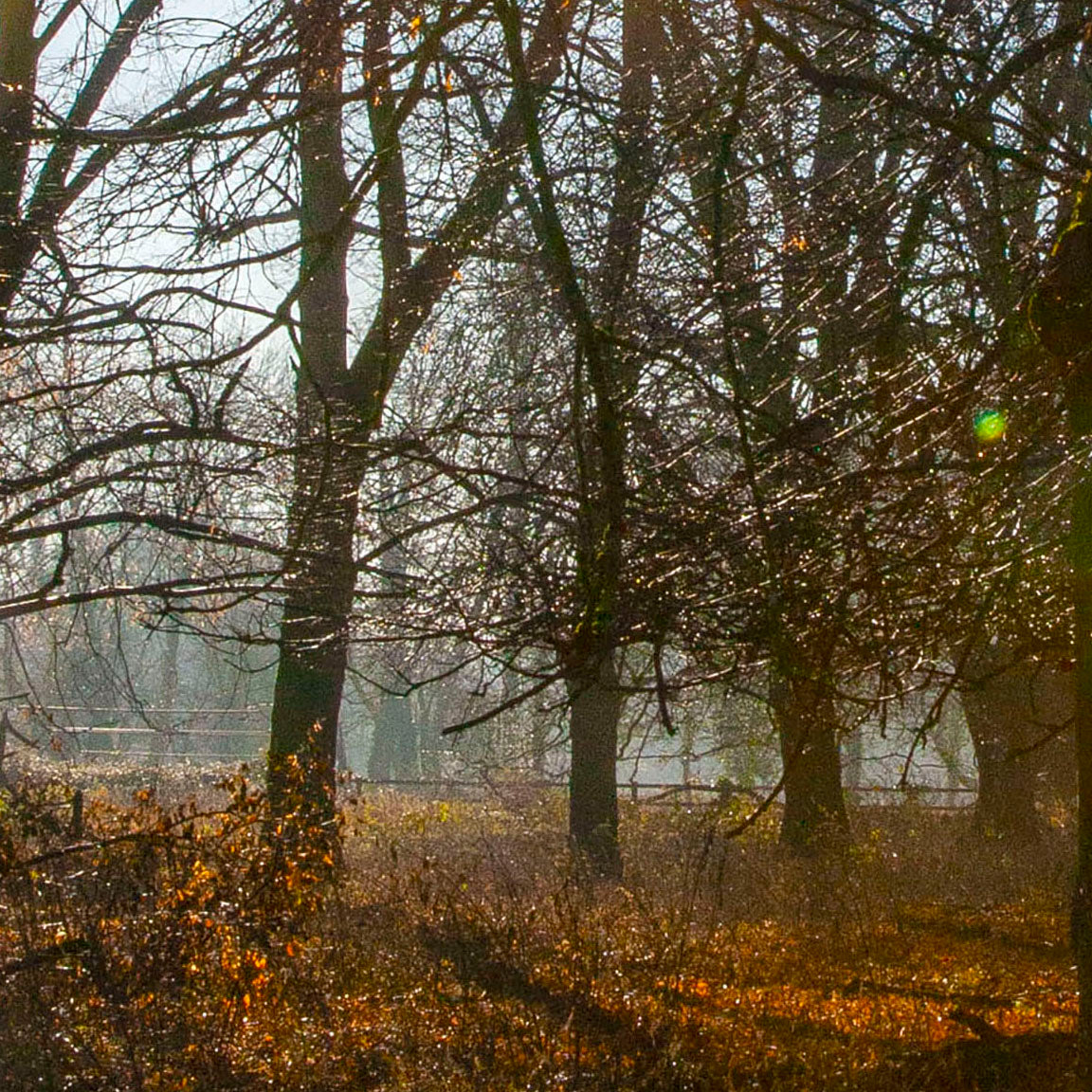 Mist Through the Trees