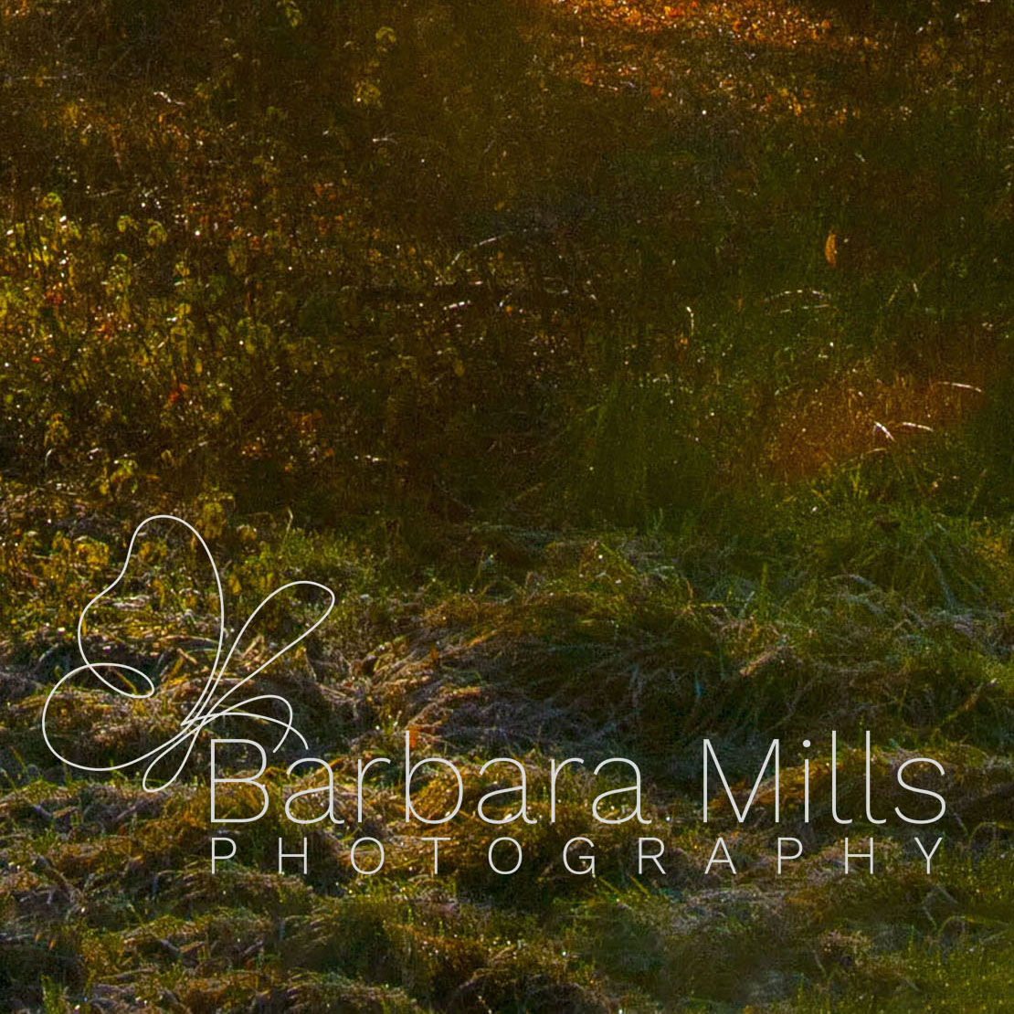 Mist Through the Trees