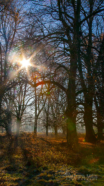 Mist Through the Trees