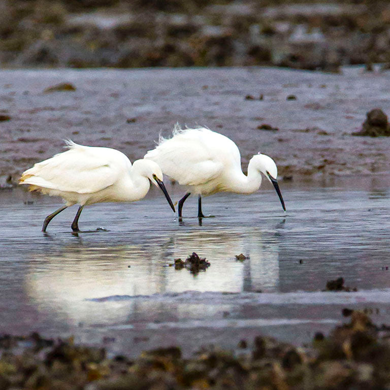 Little Egret's Southend day out