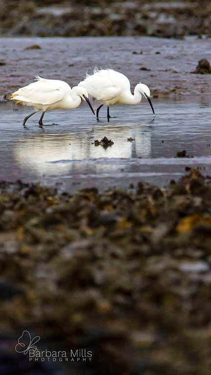 Little Egret's Southend day out